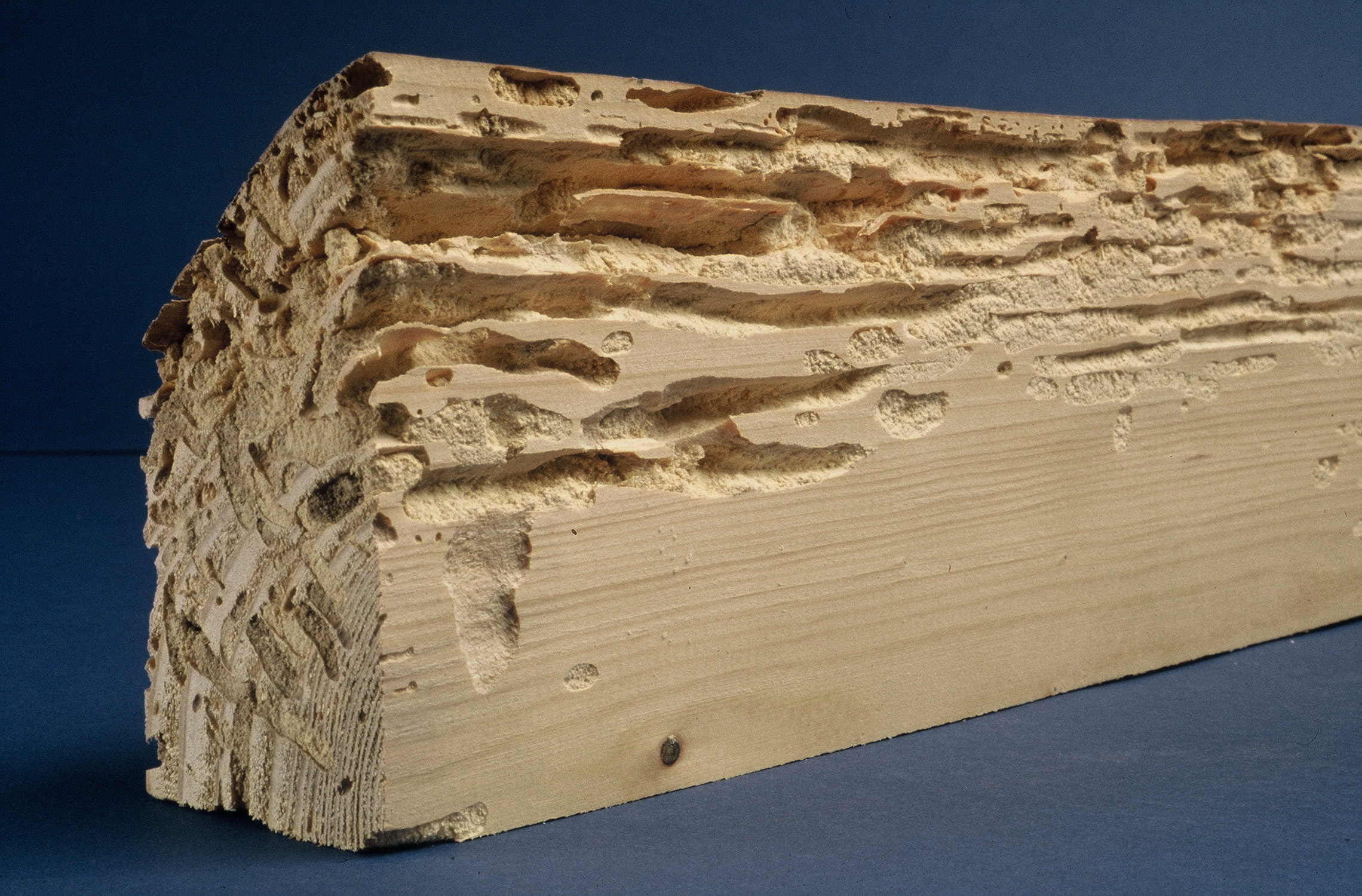 Traitement de charpente, bois à Besançon